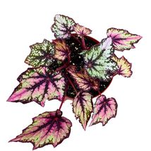 Item image 4