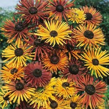 New! 30+ Rudbeckia Chim Chiminee Flower Seeds Mix - £7.91 GBP