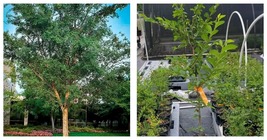 Fresh New Chinese Elm Tree Lacebark Live Plant 2.5 QT Great for Bonsai - £59.86 GBP