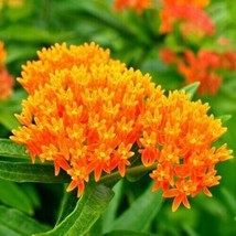 Milkweed Orange Perennial Tuberosa Monarch Butterfly Host Plant 25 seeds - £6.70 GBP