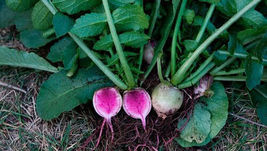 100 Seeds Watermelon Radish Chinese Red Meat Heirloom USA - £7.48 GBP