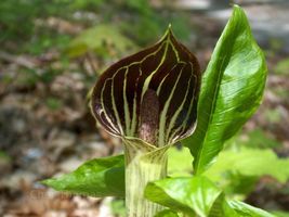 Jack-In-The-Pulpit 10 bulbs (Arisaema triphyllum) image 5