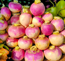25 of Purple Top Turnip Seeds | Non-GMO | Heirloom | Fresh Garden Seeds - £3.10 GBP