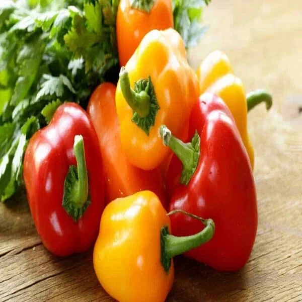 Must-Have for Gardeners 100 California Bell Pepper Assorted Colors. . Or... - $78.27 MXN