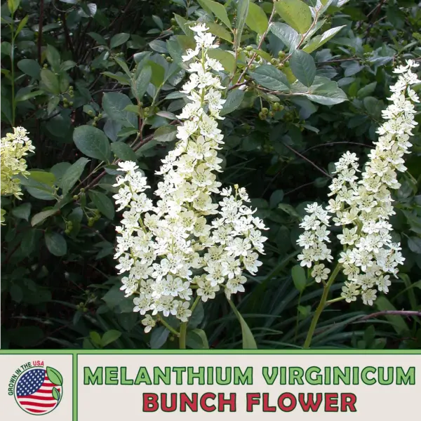 100 Bunch Flower Seeds Melanthium Virginicum Native Perennial Wildflower... - $12.40