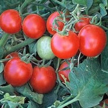 USA Seller Baxter&#39;S Early Bush Cherry Tomato Seeds Organic - £3.14 GBP