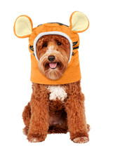 Rubie&#39;s Disney: Winnie The Pooh Pet Costume Accessory, Tigger, S/M - £34.50 GBP
