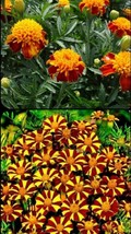 Grow In US 200 Seeds French Marigold Court Jester &amp; Double Dwarf Tall &amp; Short Mi - £8.00 GBP