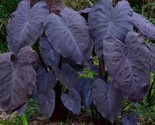 Colocasia &#39;Black Magic&#39; Elephant Ears Plant Gardening 10 Seeds - £4.70 GBP