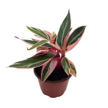 Stromanthe Triostar 4 inch Sanguinea Beautiful and Easy Indoor House Plant - £11.94 GBP