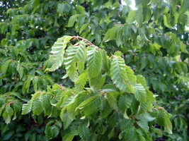 Carpinus Orientalis Oriental Hornbeam Tree Fresh Seeds - £14.91 GBP