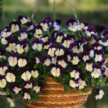 20 Hanging Purple White Pansy Flower Seeds for Garden - $12.00