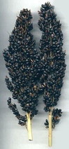 Black Amber Broom Corn 50 Seeds Ornamental USA Seeds Fast Shipping - $22.98