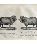 Monarch American Merino Ram 1863 Victorian Agriculture Animals Art DWZ4A - €42,79 EUR