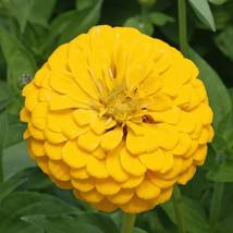 Yellow Zinnia Flower Seeds 100+ Canary Bird Garden Bees Annual From US - £6.69 GBP