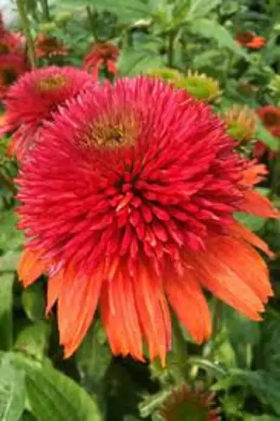 50 Double Orange Coneflower Seeds Echinacea Perennial Flowers Seed 7 Fresh Garde - £9.00 GBP