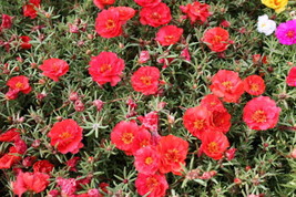 BPA 100 Seeds Red Portulaca Grandiflora / Moss Rose Flower From USA - £7.93 GBP