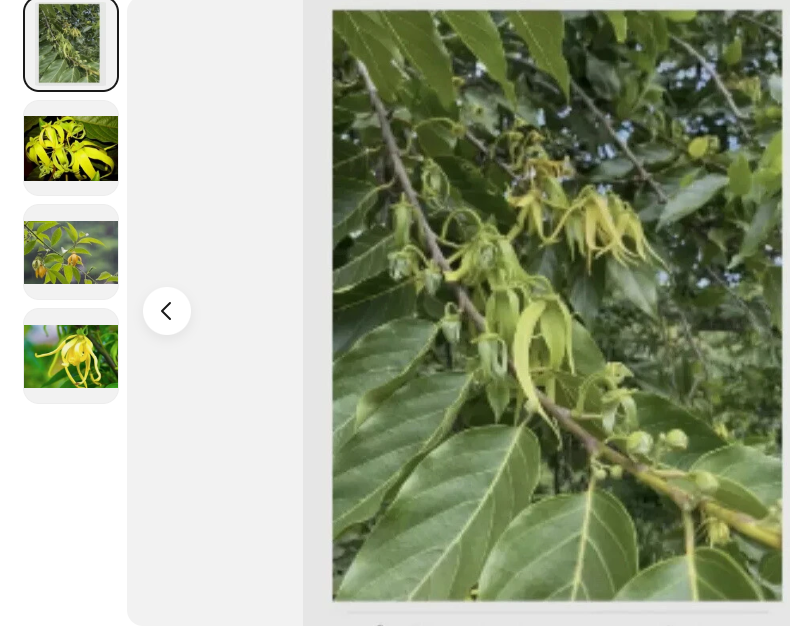 Ylang Ylang 8 Onz leaves only Organic Cananga Odorata Leaves Of -Perfume... - $17.07+