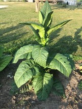 seeds 100 louisiana perique tobacco (approx. seeds) - $6.99