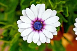 200 Cape African Daisy Flower Seeds Wildflower Drought Tolerant Long Blooming - $11.98