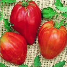 Cuore De Toro Tomato Seeds 20+ Seeds Non Gmo Fruit Herb Flower S Fresh - $10.75