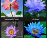 Lotus Seeds Four Color Blue Purple Red Dark Blue40 Flowers Seeds - $14.99