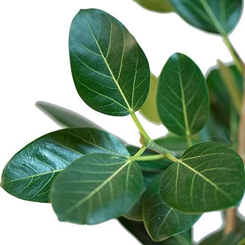 Live Plant Audrey Fig (Banyan Tree) Ficus benghalensis