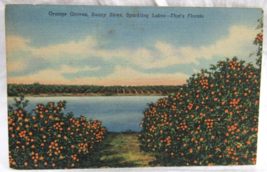 Curt Teich Linen Postcard 309F Tropical Florida Series Orange Groves Plymouth Fl - $2.96