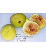 2 Pcs Deanna Fig Cuttings Propagation  - $14.85