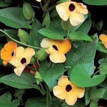 Best 25 Seeds Black-Eyed Susan Flowers Garden - £3.84 GBP