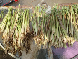 6 Live Lemongrass Stalks Organic Cymbopogon Plant Healthy Herb Lemon Grass - £19.46 GBP