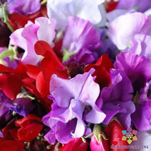 50 Royal Mix Sweet Pea Seeds Garden Free Ship - $13.48