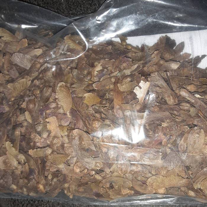 Japanese Maple Tree Seeds Acer Palmatum Fresh USA Shipping - $18.14