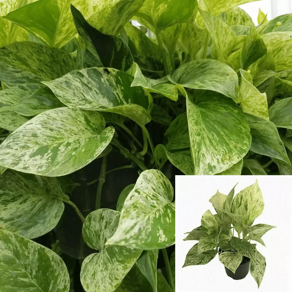 Epipremnum Aureum Marble Queen Pothos Hanging White Pothos live plant 4&quot;... - $19.99
