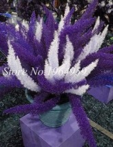 100PCS Garden Foxtail Fern Seeds  Purple White Mixed Colors - $4.68