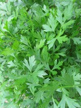 400 Seeds Parsley Italian Plain Leaf - Fresh Seeds Fast Shipping - £6.86 GBP