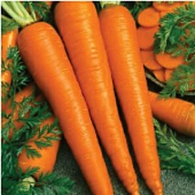 Imperator 58 Carrots  10 Seeds  Garden Beautiful USA SELLER - $5.60