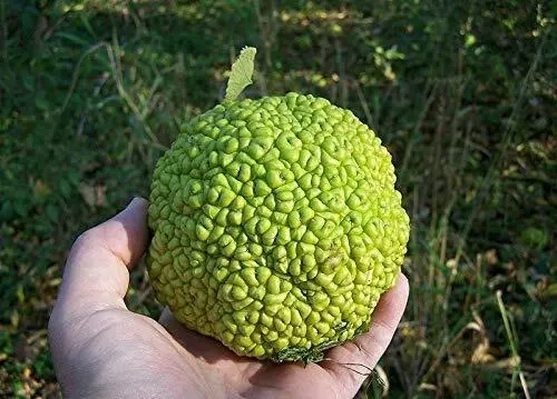 Fresh Hedge Apple Osage Orange Horse Apple Monkey Ball Maclura Pomifera 10 Seeds - £22.84 GBP