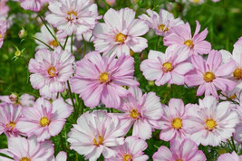 200 Cosimo Collarette Cosmos Seeds Planting Gardening USA SELLER - $12.96