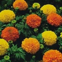 US Seller Marigold Seeds Cracker Jack Mix African Marigold 500 Seeds Fast Shippi - $23.00