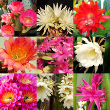 FRAGRANT CACTUS FLOWER MIX  rare garden cacti exotic desert succulent   50 seeds - £7.23 GBP