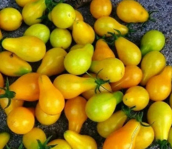 KS Yellow Plum Tomato Garden Vegetables Salad Non Gmo 100 Seeds  - £7.12 GBP