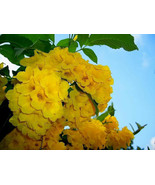 Yellow Bells Esperanza Tecoma Stans Yellow Trumpet Starter Plant Beautif... - $37.98