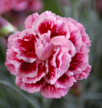 1 Pc Quart Pot Sugar Plum Dianthus Flowers, Dianthus Live Plant | RK - £40.28 GBP