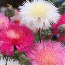 Fast Ship USA Seller Sweet Sultan Imperialis Mix Flower Seeds Amberboa moschata  - $13.98