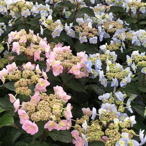 Tiny Tuff Stuff Hydrangea Starter Plant Blooms From Baby Blue To Baby Pink Garde - £42.44 GBP