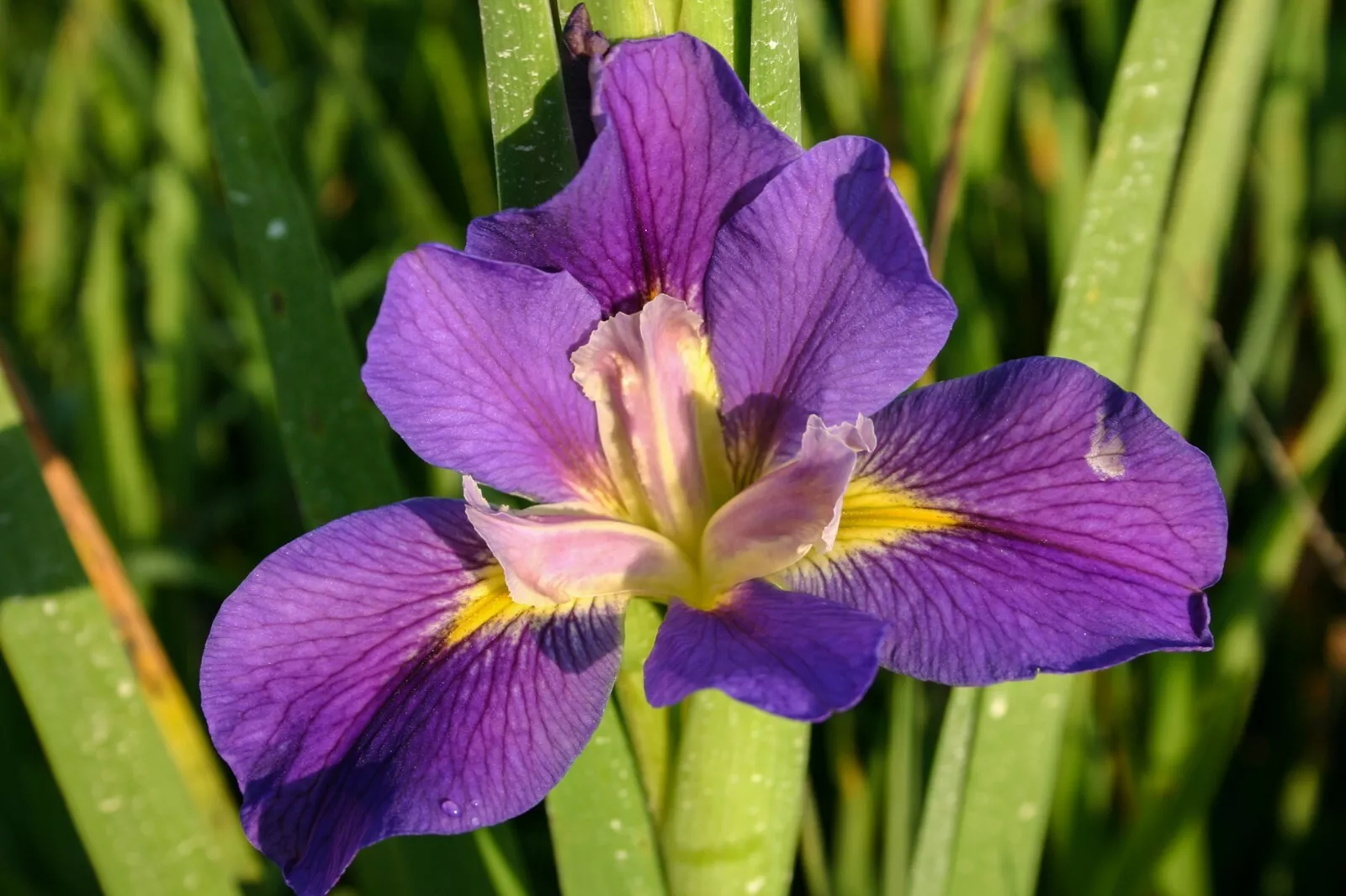 Live Purple Flower Louisiana &quot;King Creole&quot; Iris Aquatic Marginal Pond Pl... - $36.90