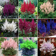 Mixed 9 Colors Astilbe Chinensis Seeds 100PCS Bonsai Purple Red White Blue Pink  - £5.42 GBP