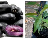 TOP SELLER Java Plum/ Black Jamun/ Malabar plum tree plant 12” tall in 4... - $54.93