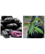 TOP SELLER Java Plum/ Black Jamun/ Malabar plum tree plant 12” tall in 4... - £43.20 GBP